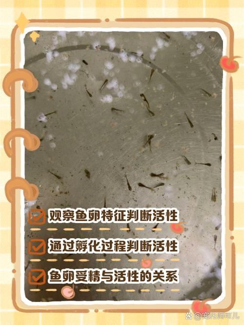 如何判斷紅龍魚是否懷孕，如何判斷紅龍魚懷孕