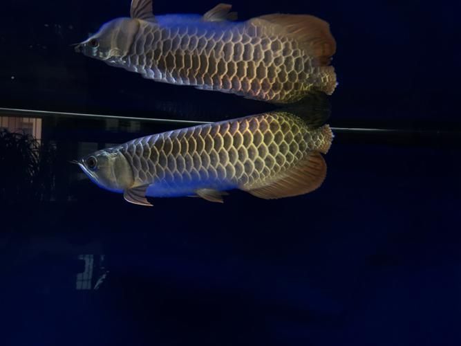 如何判斷龍魚胡子是否齊根斷?,如何判斷龍魚胡子是否“齊根斷”
