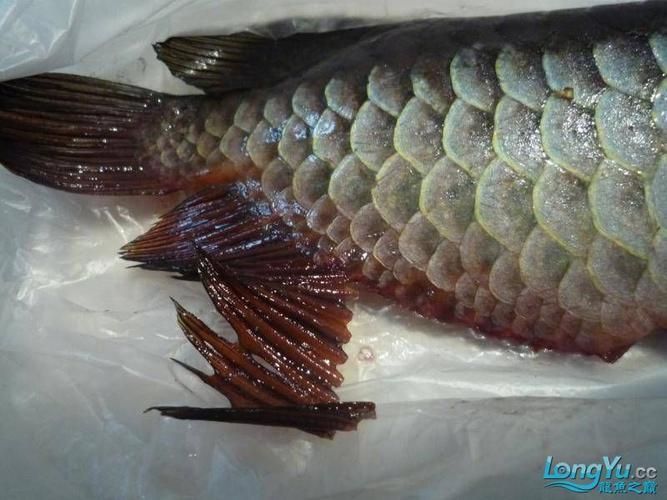 如何判斷龍魚胡子是否齊根斷?,如何判斷龍魚胡子是否“齊根斷”