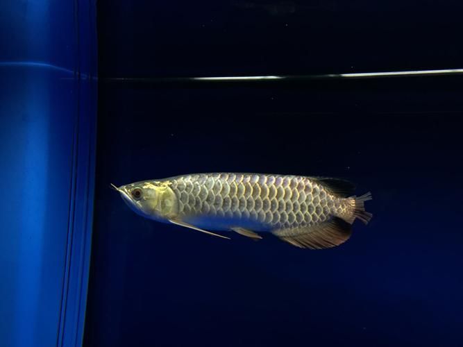 如何判斷龍魚胡子是否齊根斷?,如何判斷龍魚胡子是否“齊根斷”