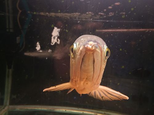 如何判斷龍魚胡子是否齊根斷?,如何判斷龍魚胡子是否“齊根斷”