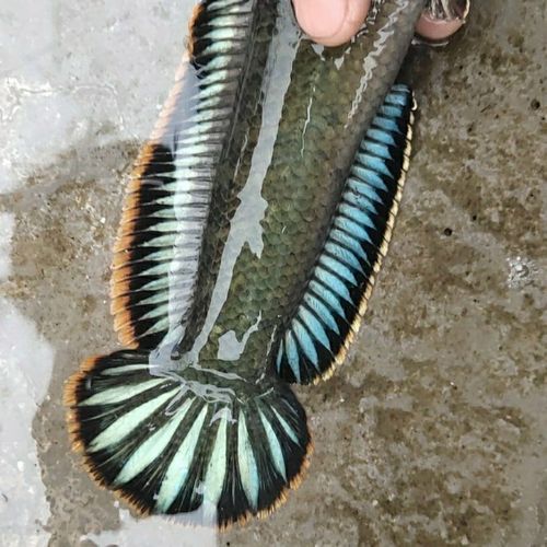 給我一些野生雷龍魚的圖片，野生雷龍魚的介紹