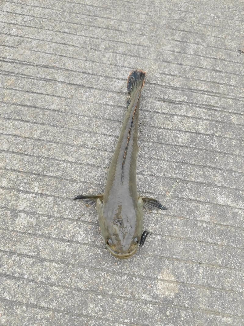 給我一些野生雷龍魚的圖片，野生雷龍魚的介紹