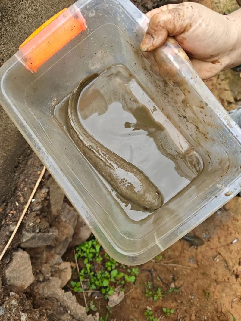 給我一些野生雷龍魚的圖片，野生雷龍魚的介紹