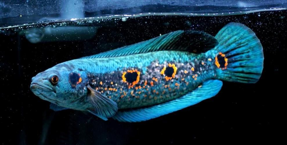 給我一些野生雷龍魚的圖片，野生雷龍魚的介紹