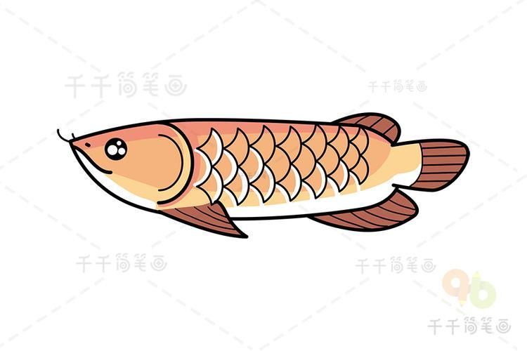給我一張五指山龍魚的簡筆畫步驟圖，五指山龍魚的簡筆畫分步教程