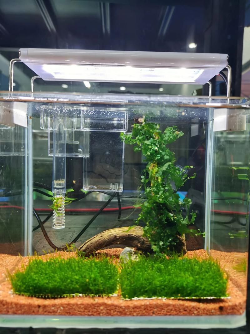 能否提供一張更詳細的飼養缸布置圖，一張詳細的飼養缸布置圖可以提供一張更詳細的飼養缸布置圖