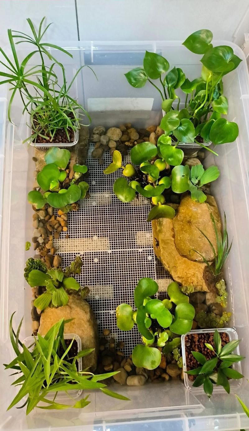 能否提供一張更詳細的飼養缸布置圖，一張詳細的飼養缸布置圖可以提供一張更詳細的飼養缸布置圖