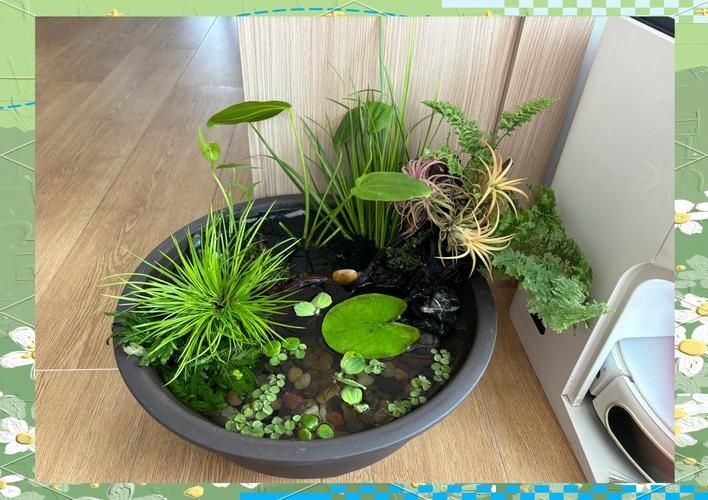 能否提供一張更詳細的飼養缸布置圖，一張詳細的飼養缸布置圖可以提供一張更詳細的飼養缸布置圖