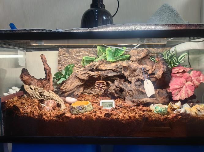 能否提供一張更詳細的飼養缸布置圖，一張詳細的飼養缸布置圖可以提供一張更詳細的飼養缸布置圖