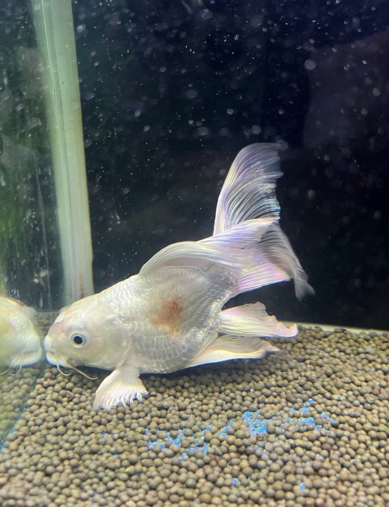 魚身上充血多久會好，如何判斷魚身上充血是否嚴重