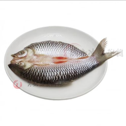 馬來西亞忘不了魚多少錢一斤？，馬來西亞忘不了魚多少錢一斤馬來西亞忘不了魚多少錢一斤