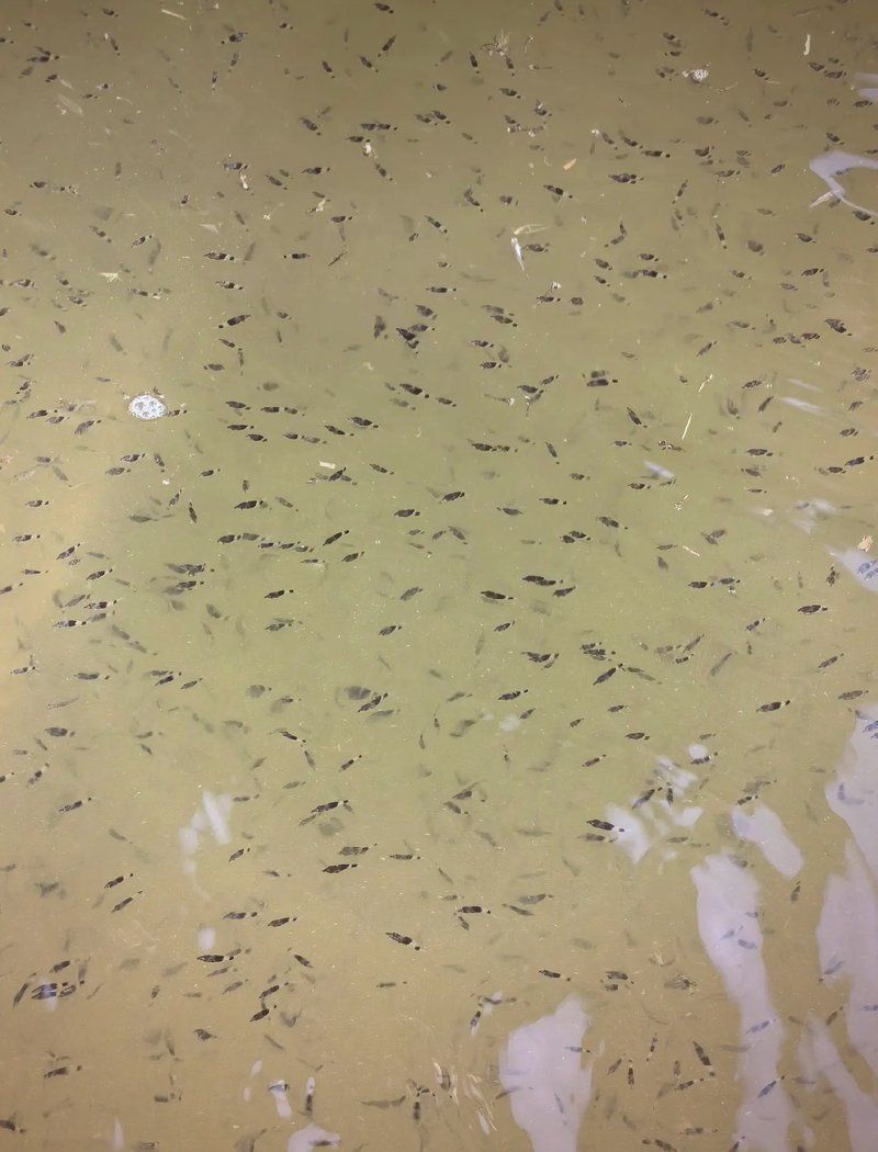 桂魚苗的養殖周期是多久，桂魚苗的養殖周期是多久桂魚苗的養殖周期是多久