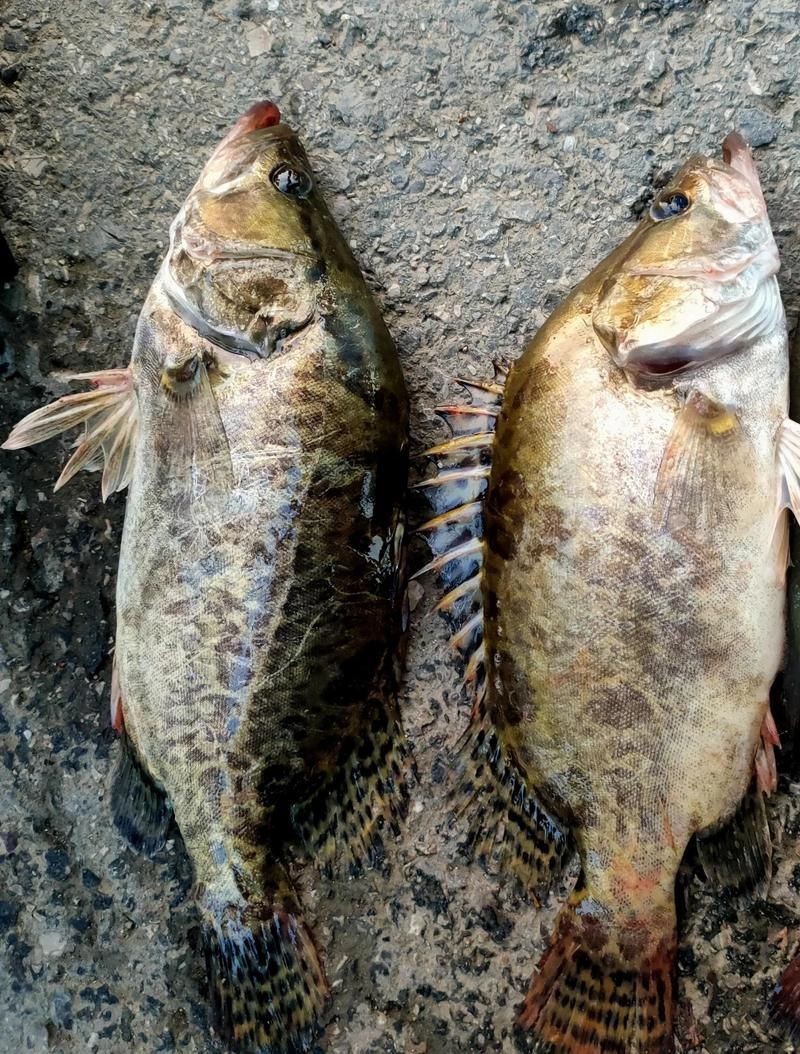 桂魚苗的養殖周期是多久，桂魚苗的養殖周期是多久桂魚苗的養殖周期是多久