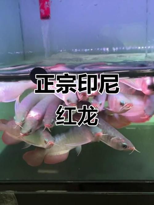 給我一些鑒別印尼紅龍魚(yú)的真?zhèn)蔚膱D片，印尼紅龍魚(yú)真?zhèn)舞b別