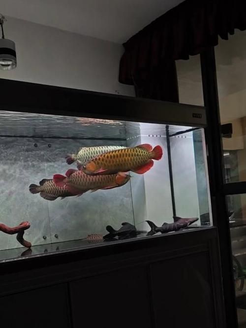 給我一些鑒別印尼紅龍魚(yú)的真?zhèn)蔚膱D片，印尼紅龍魚(yú)真?zhèn)舞b別