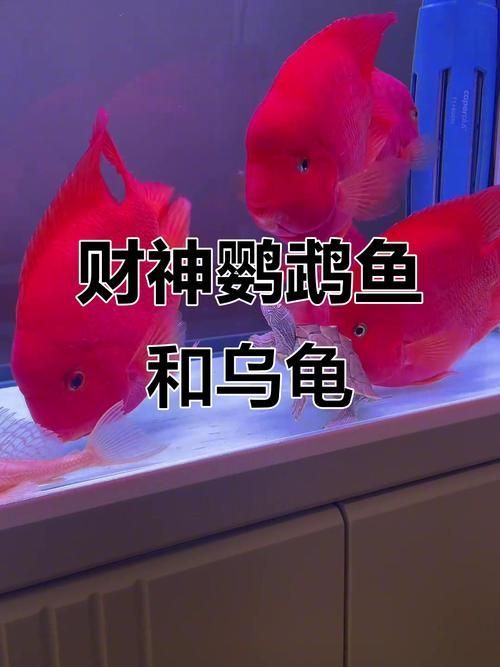 如何挑選健康的財神鸚鵡魚？