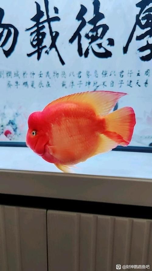 如何挑選健康的財神鸚鵡魚？