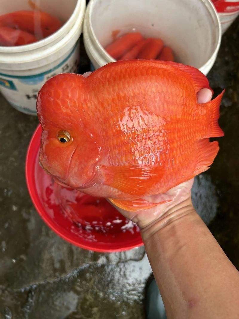 如何挑選健康的財神鸚鵡魚？