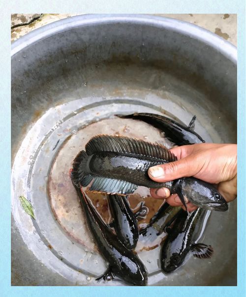 給我一些區分野生和養殖雷龍魚的圖片