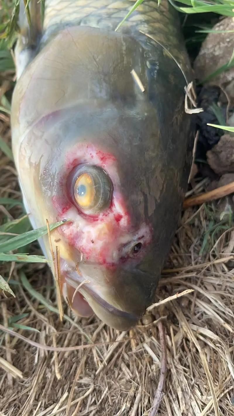 如何判斷非洲象鼻魚是否健康？，如何判斷非洲象鼻魚健康？