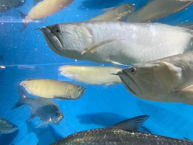 給我更多銀龍魚的高清真實圖片,給我更多銀龍魚的高清圖片