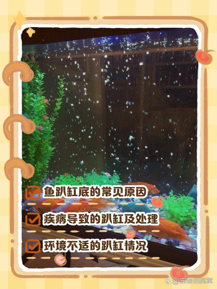 魚趴缸時應該如何護理，如何正確應對番劇屋中的錦鯉趴缸