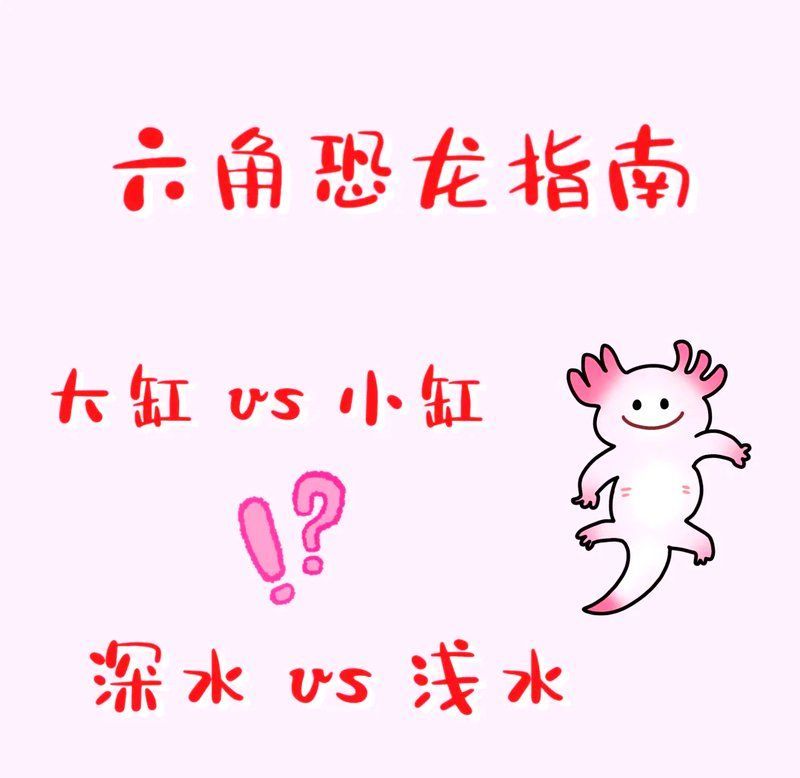 六角恐龍需要多大的飼養空間，六角恐龍的飼養方式