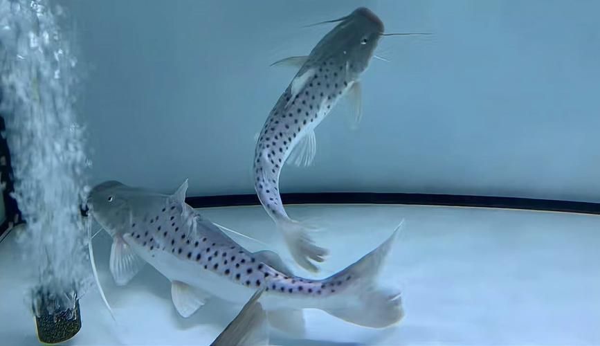 祥龍魚場xlyc圖片5張是什么?,祥龍魚場xlyc圖片5張