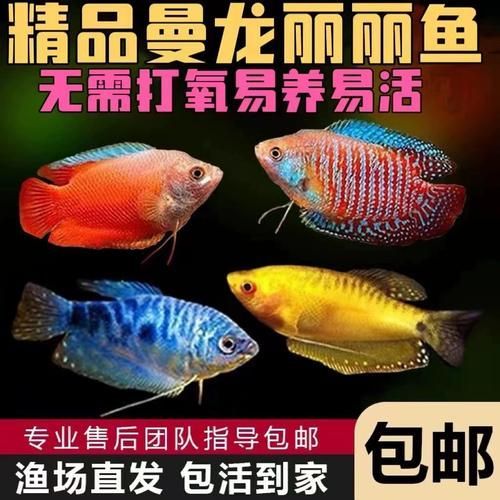 哪里可以購買到新鮮的藍曼龍魚？，哪里可以買到新鮮的藍曼龍魚？
