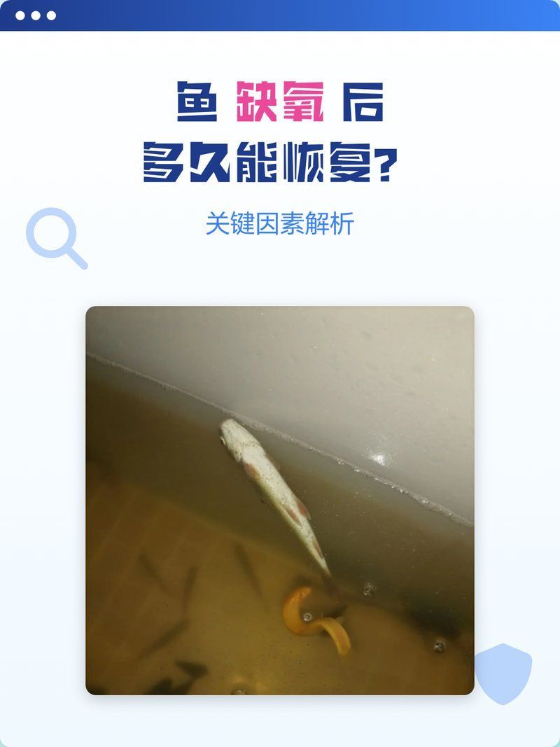 缺氧魚急救后如何護理，缺氧魚急救后如何護理缺氧魚急救后護理全流程指南