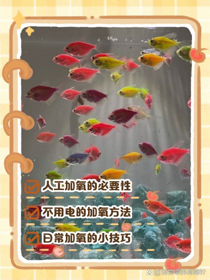 缺氧魚急救后如何護理，缺氧魚急救后如何護理缺氧魚急救后護理全流程指南