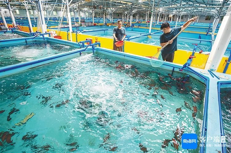 瓊山龍魚有哪些著名的養殖基地?,海南瓊山龍魚養殖基地