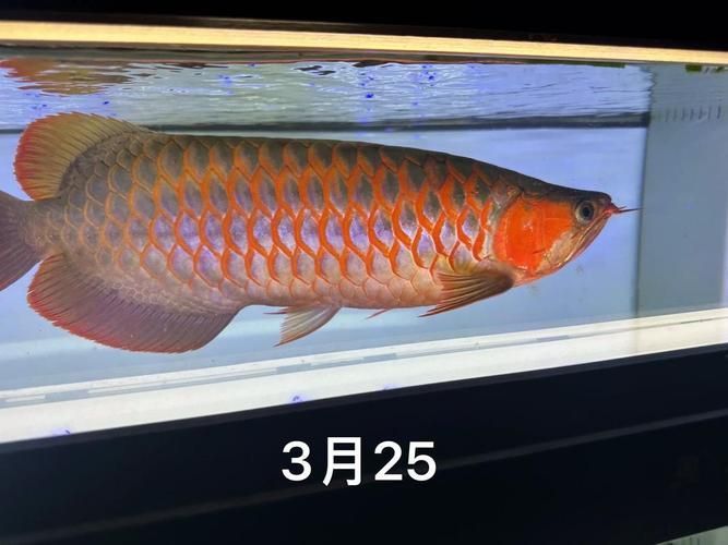 網(wǎng)購(gòu)龍魚有哪些注意事項(xiàng)？，紅龍/金龍/金龍/金龍/銀龍/金龍/銀龍