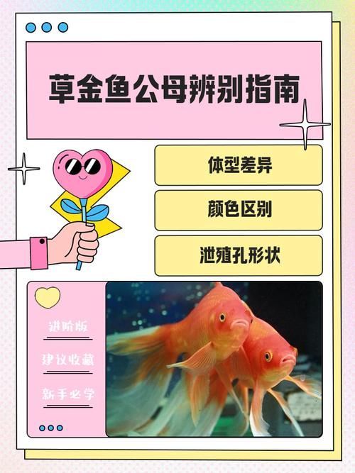 紅頭利魚多久能區分性別？，紅頭利魚性別區分