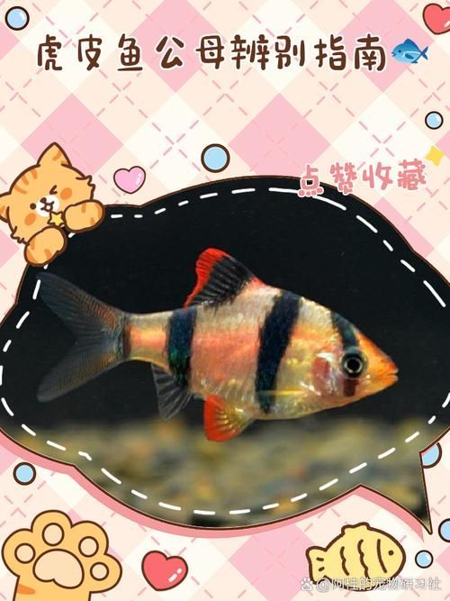 紅頭利魚多久能區分性別？，紅頭利魚性別區分