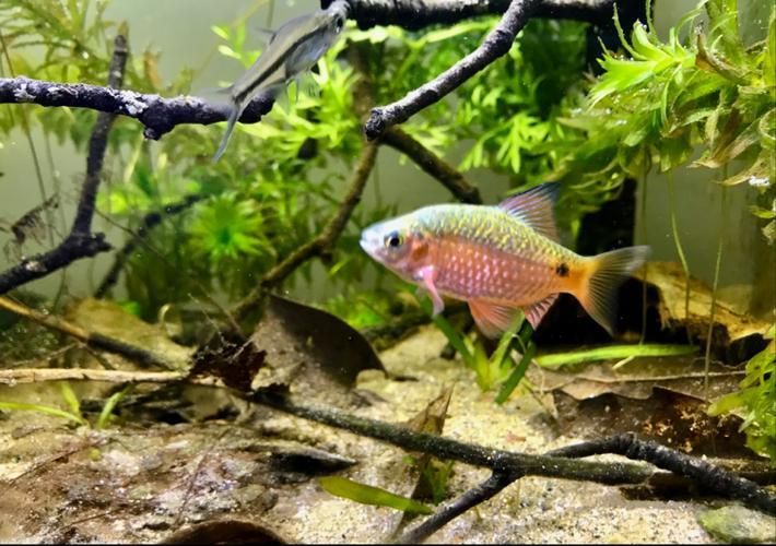紅頭利魚多久能區分性別？，紅頭利魚性別區分