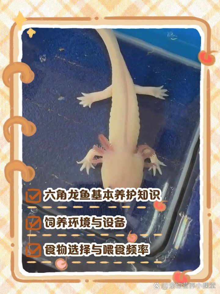 六角龍魚幼魚如何管理，六角龍魚幼魚幼魚的管理指南（六角龍魚幼魚幼魚精細化管理指南）