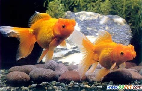 金魚浮頭一定是缺氧嗎，金魚浮頭一定是缺氧嗎，金魚浮頭是缺氧嗎，