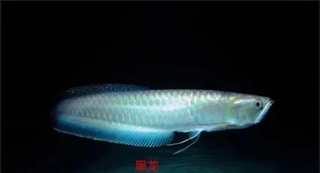 野生龍魚的生態價值有哪些，野生龍魚的生態價值