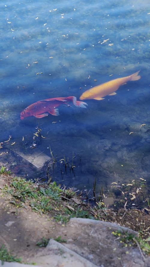 野生龍魚的生態價值有哪些，野生龍魚的生態價值