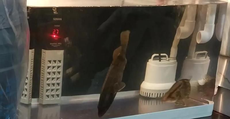 新魚和老魚合缸后需要多久喂食，新魚和老魚合缸后多久喂食
