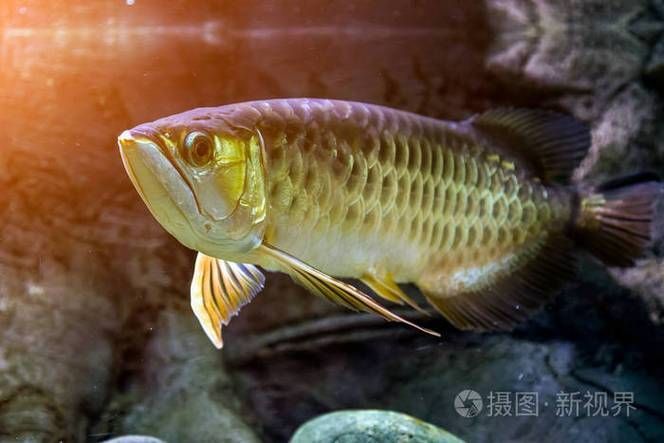 如何辨別真假上林龍魚？，如何辨別真假上林龍魚
