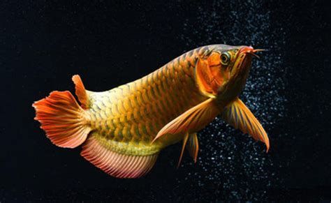 中國(guó)龍魚市場(chǎng)還有哪些高價(jià)品種？，中國(guó)龍魚市場(chǎng)上最具代表性的幾大高價(jià)龍魚品種詳解