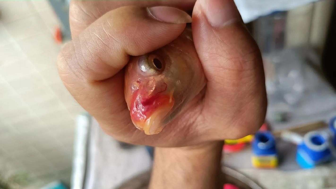 如何判斷龍魚嘴部肉疙瘩是否感染？，如何判斷龍魚嘴部肉疙瘩是否感染