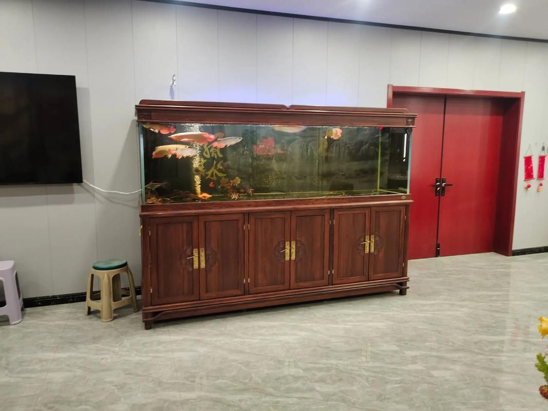 三條龍魚的最佳混養(yǎng)比例是多少？，三條龍魚的最佳混養(yǎng)比例是多少