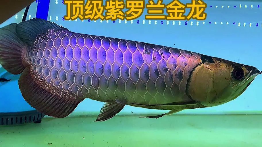 能提供過背金龍的圖片示例嗎，過背金龍魚品種鑒別指南1000萬紅龍魚圖片有哪些