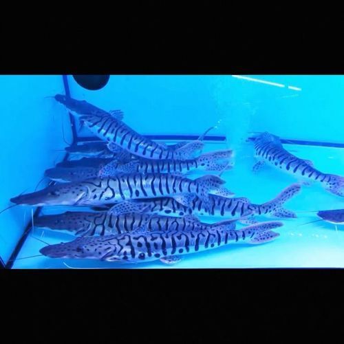 撒旦鴨嘴魚的價(jià)格是多少？，撒旦鴨嘴魚價(jià)格是多少