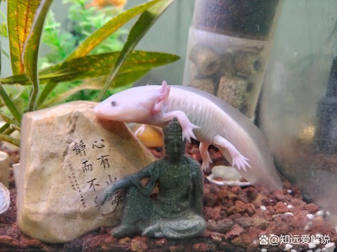 六角龍魚有哪些顏色變種，六角龍魚的種類
