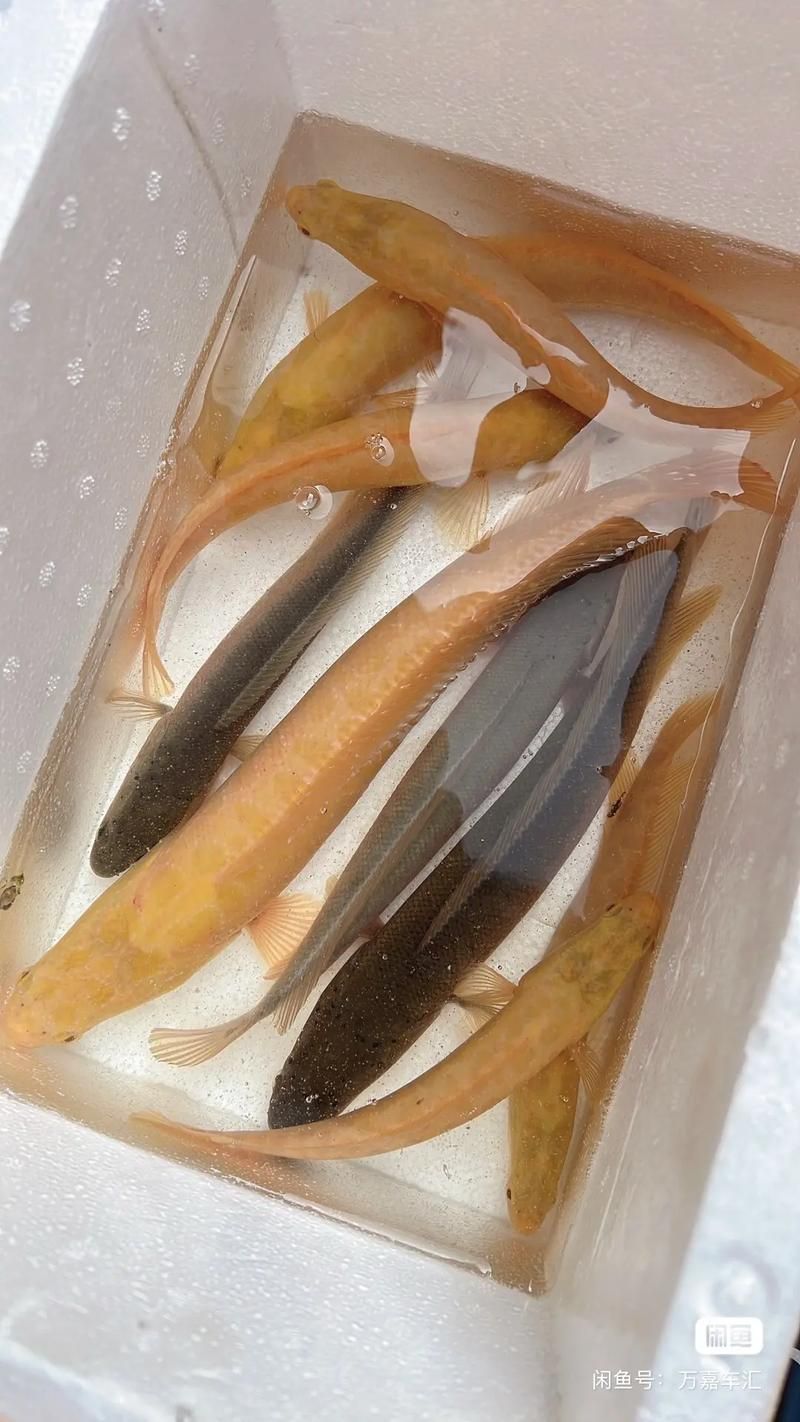 六角龍魚有哪些顏色變種，六角龍魚的種類